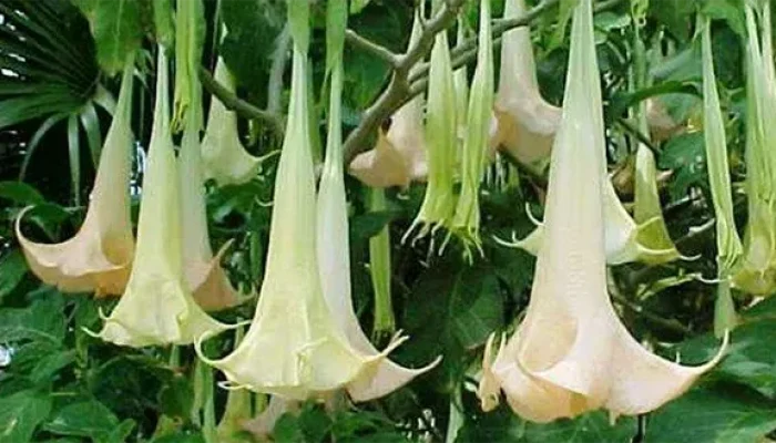 Kecubung: Bunga Cantik Beracun Dengan Segudang Misteri