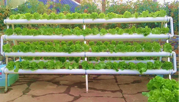 Menjelajahi Dunia Hidroponik: Panduan Praktis Untuk Pemula