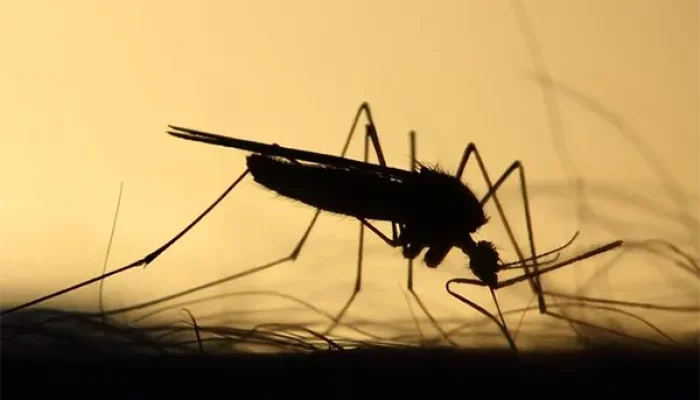 Mengusir Nyamuk Secara Alami: Panduan Lengkap Untuk Menikmati Malam Yang Tenang