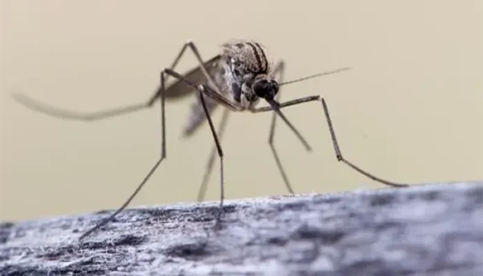 Mengusir Nyamuk Dengan Kopi: Panduan Lengkap Dan Efektif