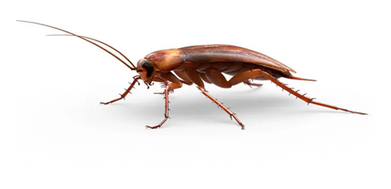 cara alami usir kecoa pakai kopi bubuk