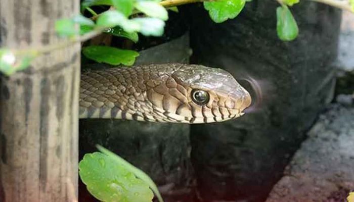 Kenali Tanda Ada Sarang Ular di Rumah dan Cara Mengatasinya