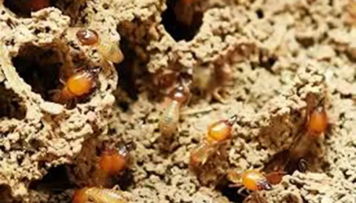 Cara Ampuh Mengusir Rayap di Rumah dan Mencegahnya Kembali