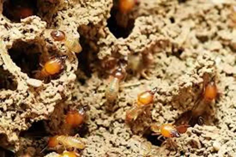 mengusir rayap dari rumah