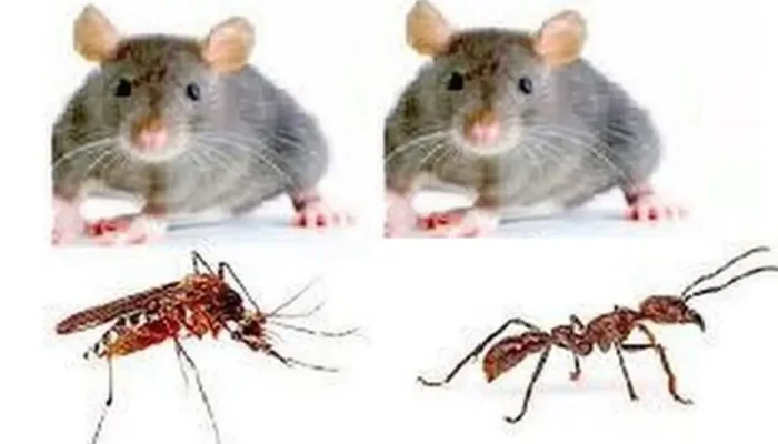 4 Tanaman Pengusir Tikus dan Nyamuk yang Ampuh untuk Rumah