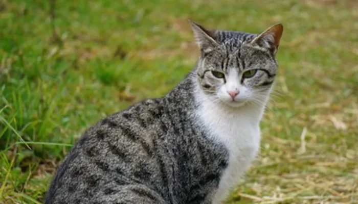 10 Cara Efektif Agar Kucing Tidak Buang Kotoran Sembarangan