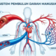 sistem pembulu darah manusia
